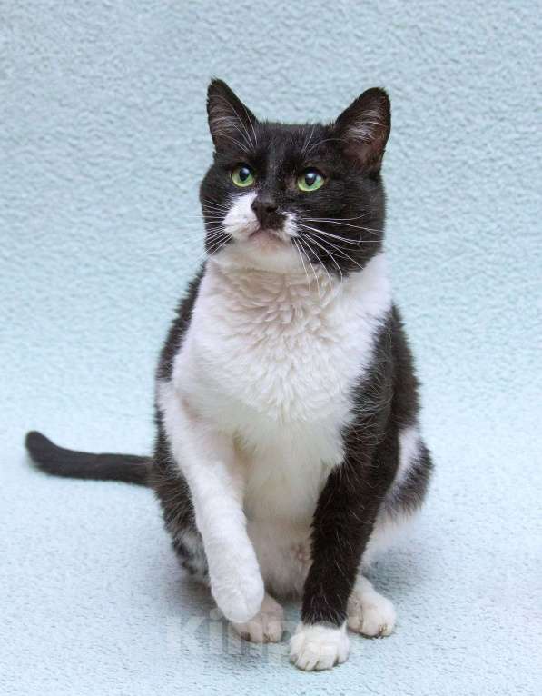 Кошки в Москве: Обаятельный котик Мейсон в дар Мальчик, 1 руб. - фото 5
