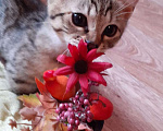 Кошки в Волгограде: Котенок Манчкин коротколапый Девочка, Бесплатно - фото 5