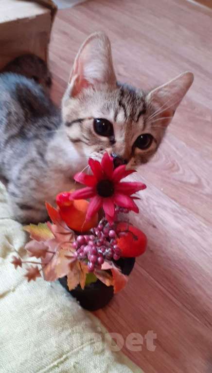 Кошки в Москве: Котенок Манчкин коротколапый Мальчик, Бесплатно - фото 5