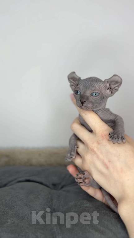 Кошки в Самаре: Котёнок эльф Девочка, 90 000 руб. - фото 2