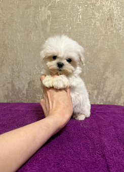 Объявление: Мальчик, 40 000 руб., Москва