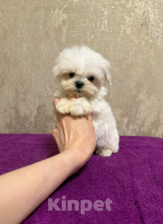 Собаки в Москве: Мальчик Мальчик, 40 000 руб. - фото 1