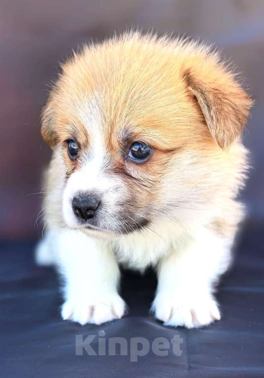 Собаки в Москве: Девочка вельш корги пемброк Девочка, 60 000 руб. - фото 6