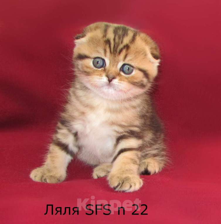 Кошки в Санкт-Петербурге: шотландская кошечка фолд Девочка, Бесплатно - фото 4