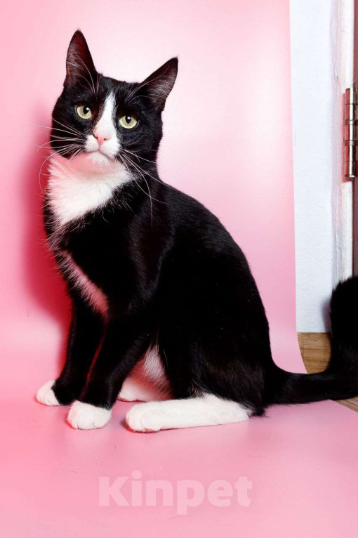 Кошки в Москве: Кот Шарик - обаяние во фраке  Мальчик, Бесплатно - фото 2