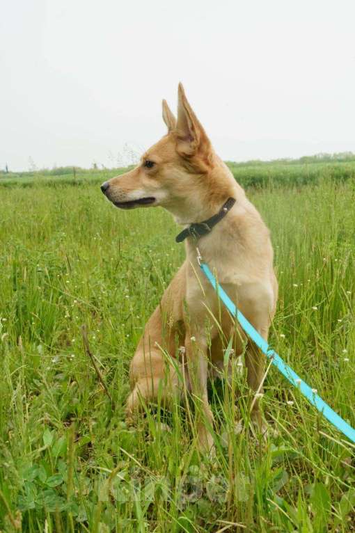 Собаки в Москве: КРАСАВИЦА ДУСЯ Девочка, Бесплатно - фото 10