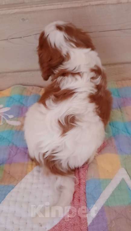 Собаки в Москве: Девочка Кавалер Кинг Чарльз спаниель  Девочка, Бесплатно - фото 3