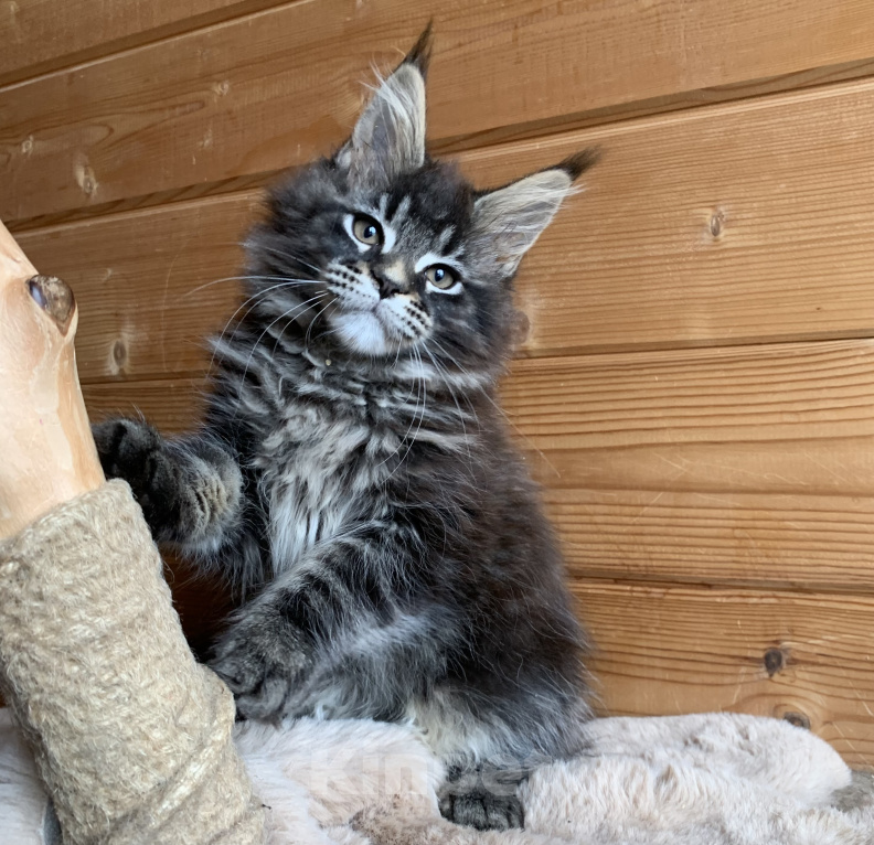 Кошки в других городах Ленинградской области: Котята мейн кун из питомника Nord-Westland Мальчик, 50 000 руб. - фото 5