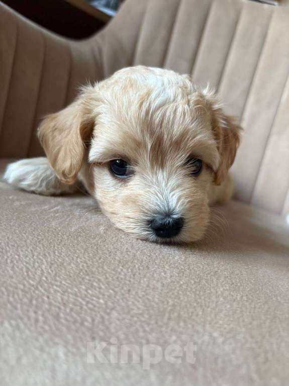 Собаки в Москве: Очаровательная девочка мальтипу f1 Девочка, 60 000 руб. - фото 2