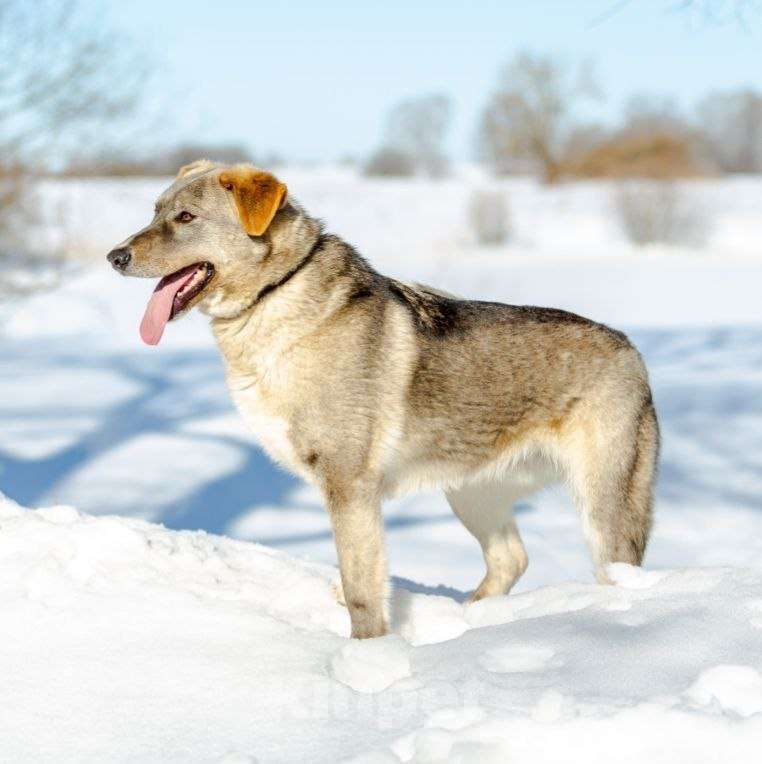 Собаки в Раменском: Встречайте Макса Мальчик, Бесплатно - фото 4