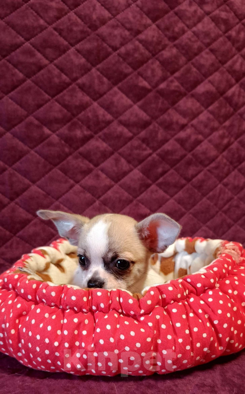 Собаки в Москве: Расписной крепыш Мальчик, 45 000 руб. - фото 1