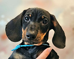 Собаки в Твери: Мальчик синяя лента Мальчик, 45 000 руб. - фото 4