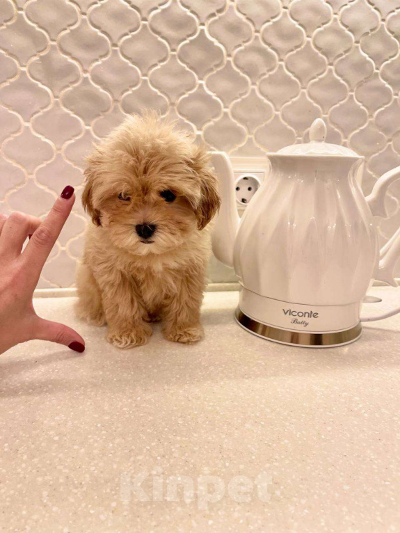 Собаки в Москве: Малыш Мальтипу f1 Мальчик, 110 000 руб. - фото 1