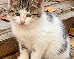 Кошки в Москве: Заберите котёнка с улицы Девочка, Бесплатно - фото 1