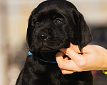 Собаки в Красноярске: Лабрадор ретривер щенки  Мальчик, Бесплатно - фото 3