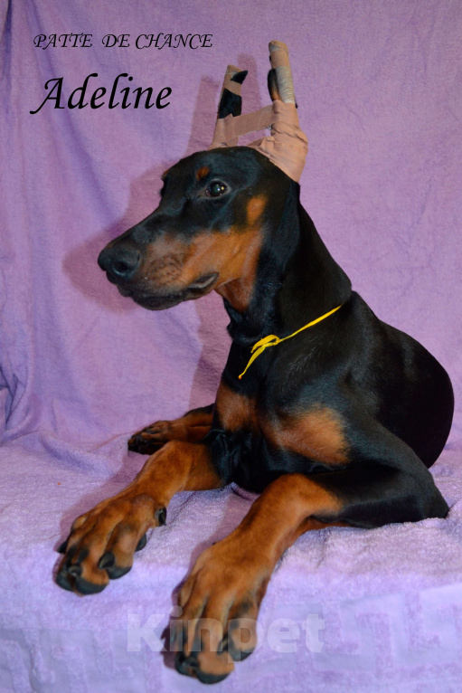 Собаки в Санкт-Петербурге: Щенок добермана Аделин Девочка, 60 000 руб. - фото 2