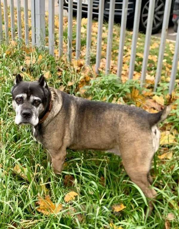 Собаки в Москве: Кане-корсо Кира срочно ищет дом Девочка, 1 руб. - фото 5