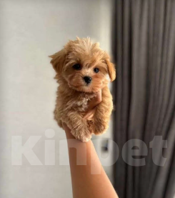 Кошки в Москве: Милош попал в передрягу Мальчик, Бесплатно - фото 8