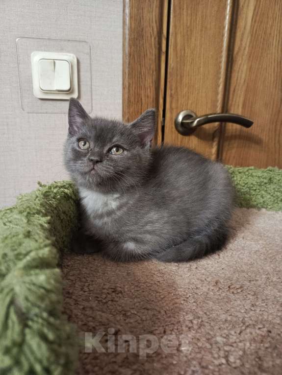 Кошки в Санкт-Петербурге: Крупный британский очаровательный малыш Мальчик, 15 000 руб. - фото 2