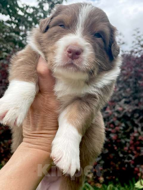 Собаки в Санкт-Петербурге: Щенки Аусси (Австралийская овчарка) Мальчик, 80 000 руб. - фото 2