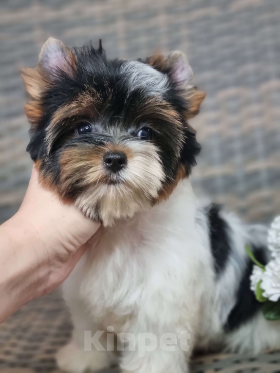 Собаки в Москве: Щенки Бивер терьера из питомника Девочка, Бесплатно - фото 3