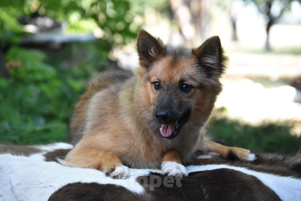 Собаки в Москве: Ненецкая оленегонная лайка Ягодка - Малинка. Девочка, 60 000 руб. - фото 5