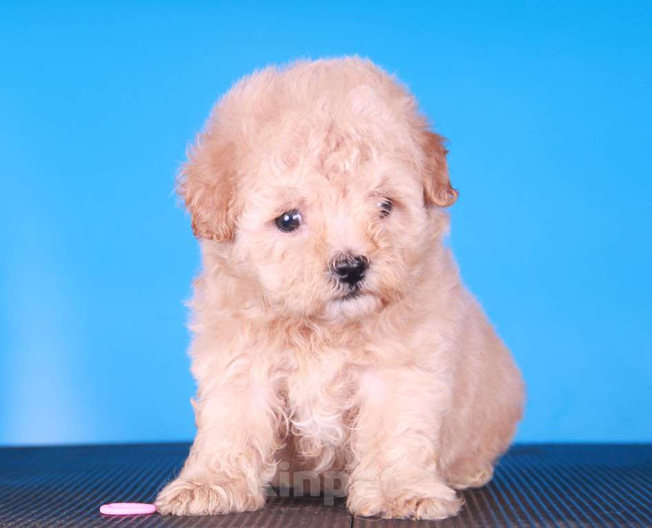 Собаки в Москве: мальтипу Ф1 щенки Девочка, 150 000 руб. - фото 6