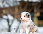 Собаки в Москве: Австралийская овчарка, щенок аусси Девочка, 150 000 руб. - фото 7
