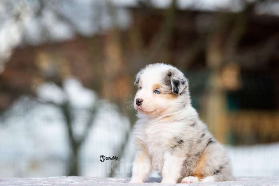 Собаки в Москве: Австралийская овчарка, щенок аусси Девочка, 150 000 руб. - фото 7