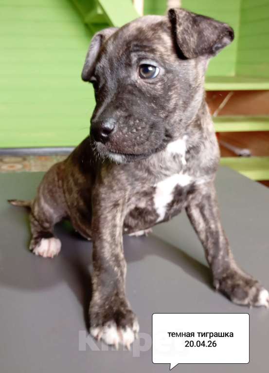Собаки в других городах Московской области: Американский питбультерьер .Девочка Девочка, 25 000 руб. - фото 6