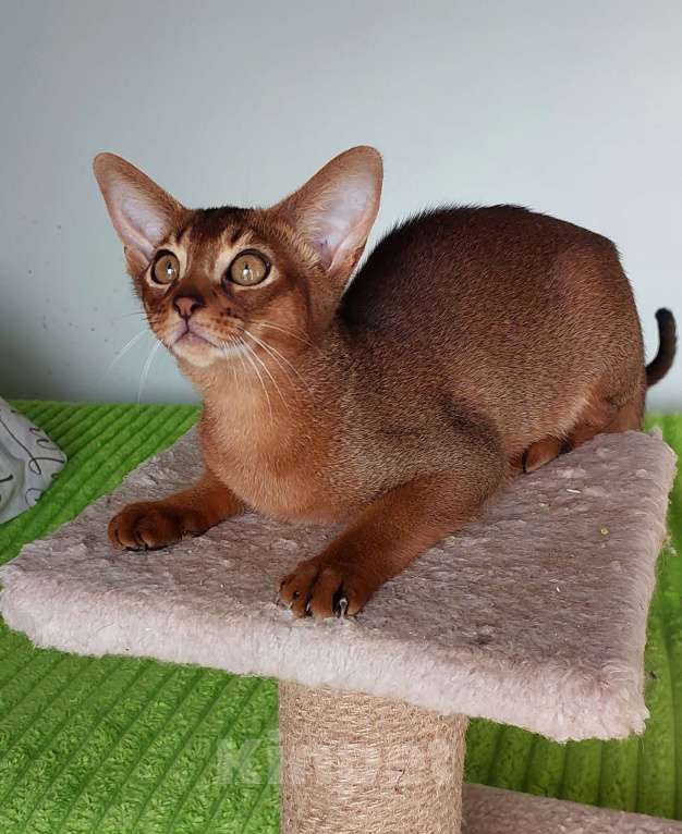 Кошки в Москве: Абиссинская красавица Девочка, 70 000 руб. - фото 5
