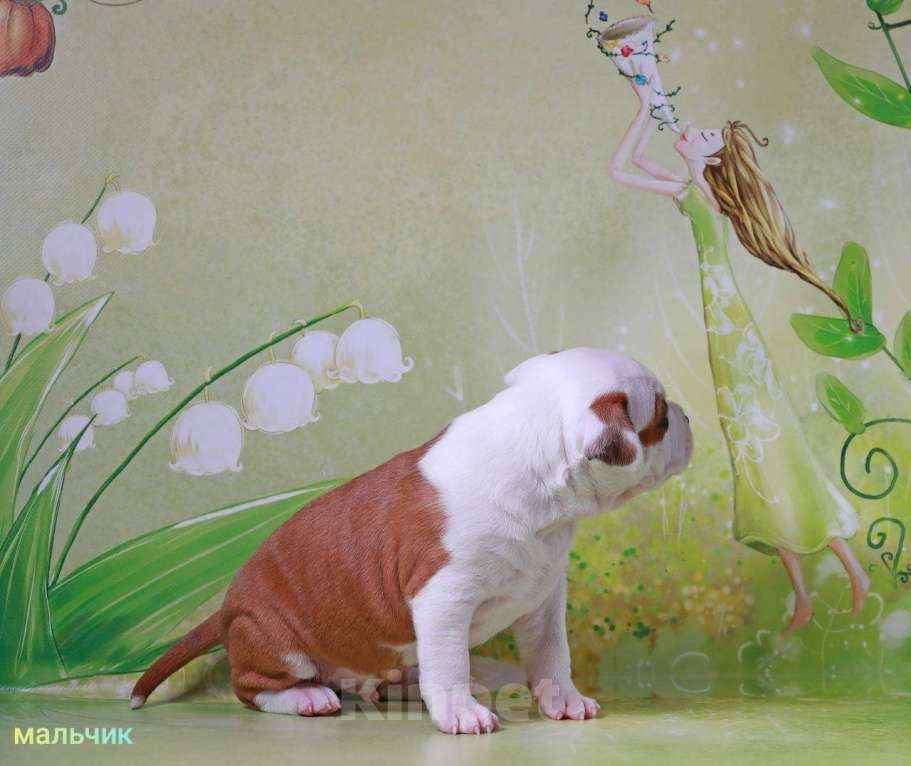 Собаки в Волхове: Щенок амстафф Мальчик, 95 000 руб. - фото 7