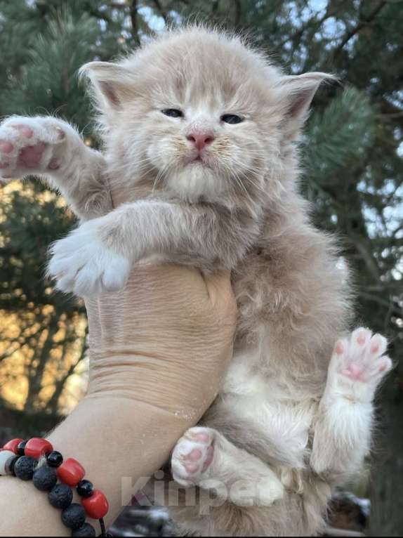 Кошки в других городах Ленинградской области: Котята Мейн Кун Девочка, Бесплатно - фото 4