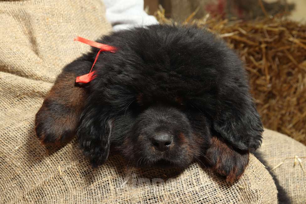 Собаки в других городах Московской области: Щенки Тибетского мастифа Разнополые, Бесплатно - фото 4