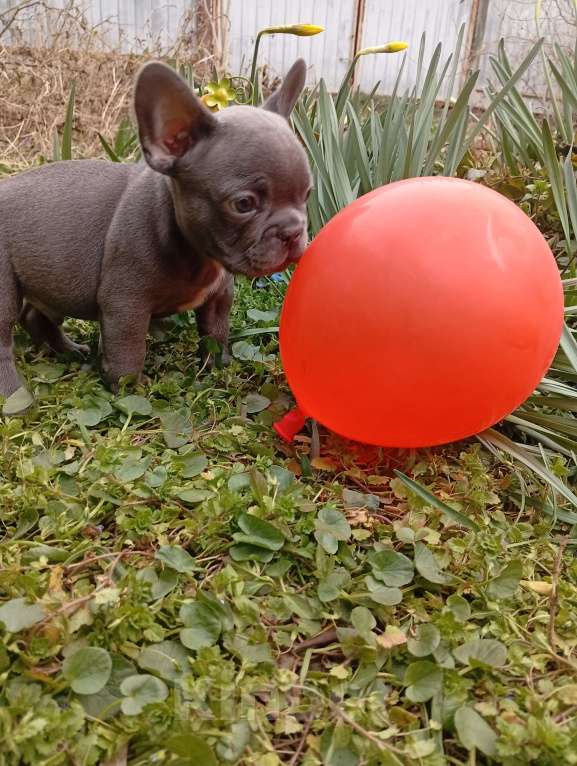 Собаки в Москве: Щенок Французский бульдог Продажа, бронь Разнополые, 55 000 руб. - фото 3