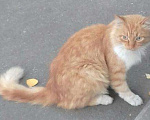Кошки в Москве: Пушистый солнечный с голубыми глазами кот в дар, Бесплатно - фото 2