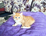 Кошки в Кингисеппе: Продаются котята Курильского бобтейла, 3 500 руб. - фото 2