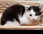 Кошки в Белом: Котенок мальчик 2 месяца,лоток отлично Мальчик, 100 руб. - фото 1