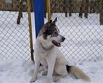 Собаки в Москве: Арчик молодой маьчишка ищет дом Мальчик, Бесплатно - фото 3