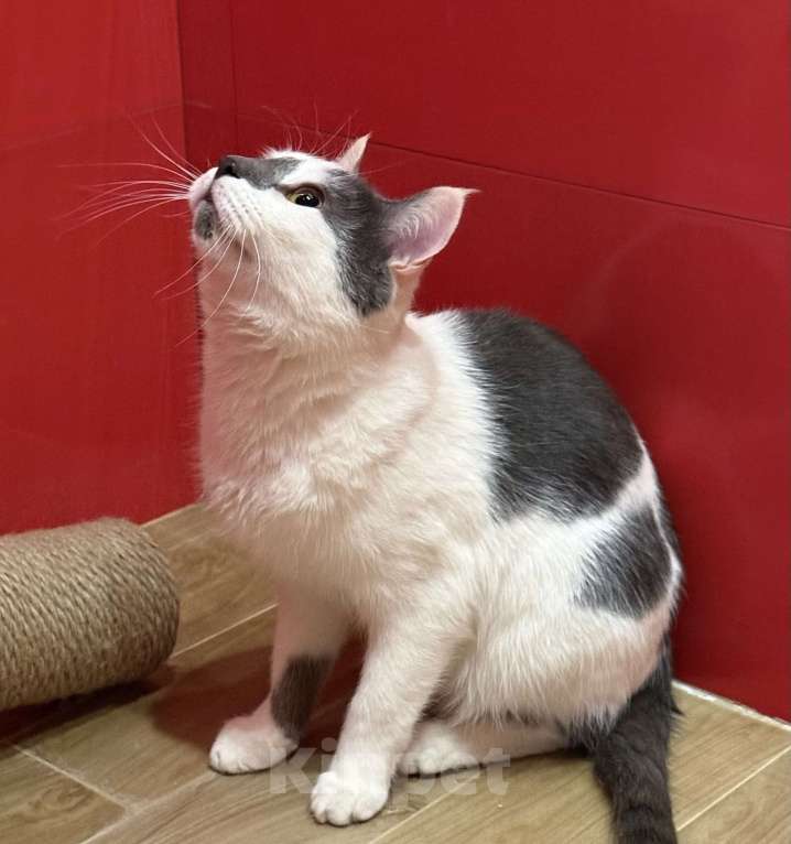 Кошки в Москве: Молодой! Игривый! Красивый! Мальчик, Бесплатно - фото 7