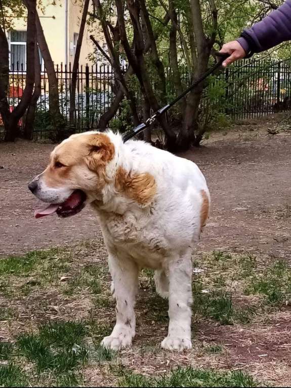 Собаки в Екатеринбурге: Крепкий титажный производитель, с красивой головой Мальчик, 40 000 руб. - фото 1