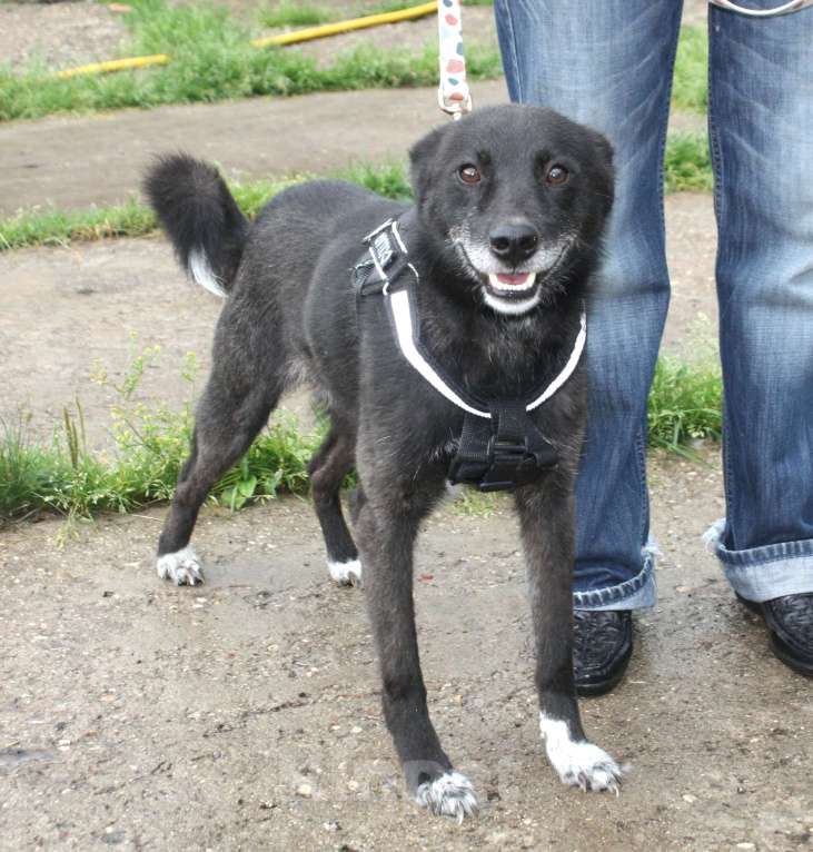 Собаки в Москве: Жизнерадостный собака-улыбака Гек мечтает о родном доме и любимой семье! Мальчик, Бесплатно - фото 4