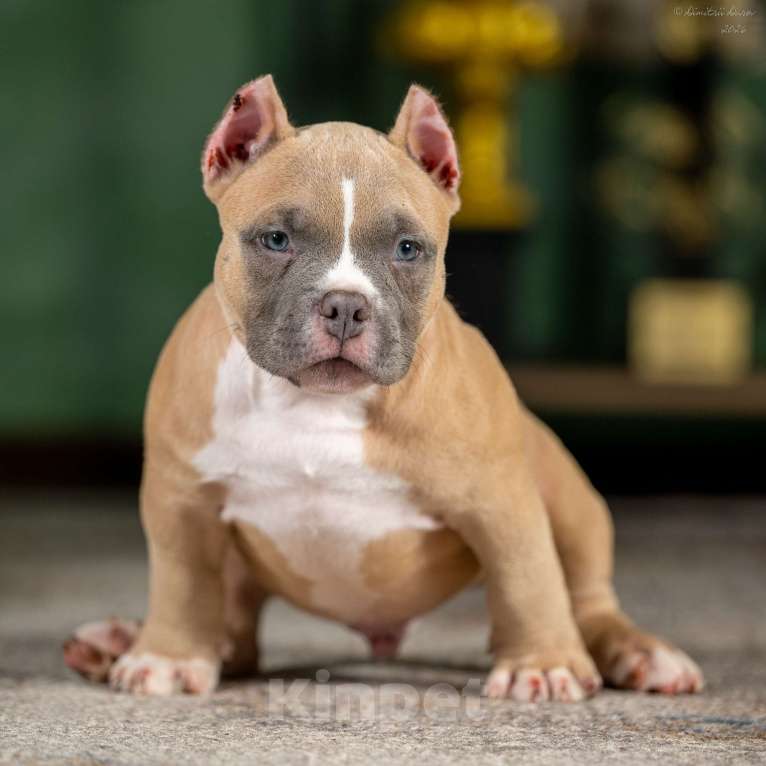 Собаки в других городах Воронежской области: Предлагается щенок Американский Булли Мальчик, 150 000 руб. - фото 3