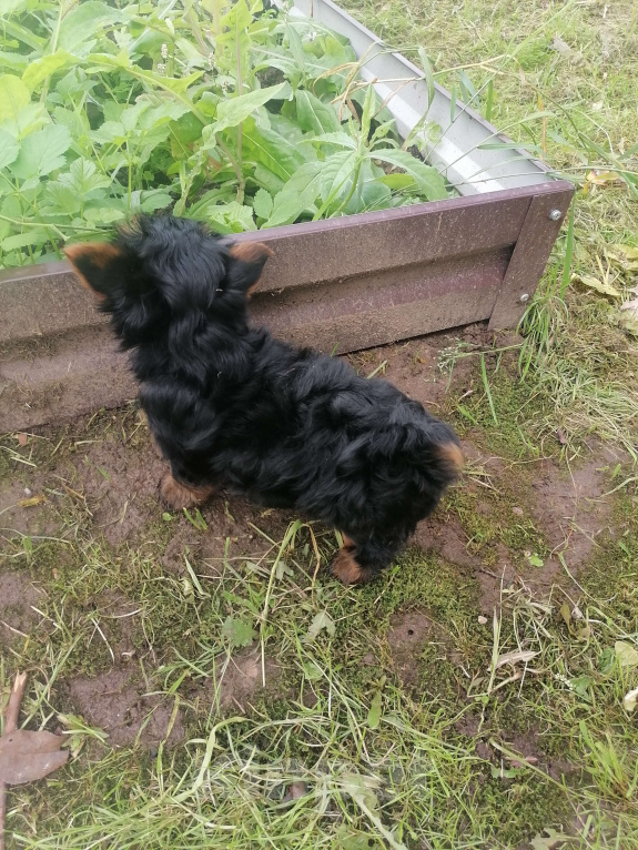 Собаки в Москве: Щенки Йорка  мини девочка Девочка, 50 000 руб. - фото 4