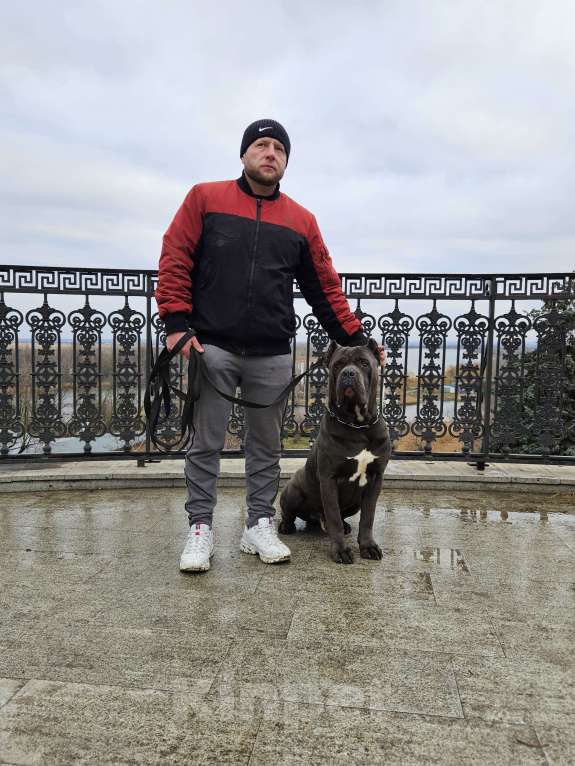 Собаки в Ростове-на-Дону: Девочка серая Девочка, 80 000 руб. - фото 6