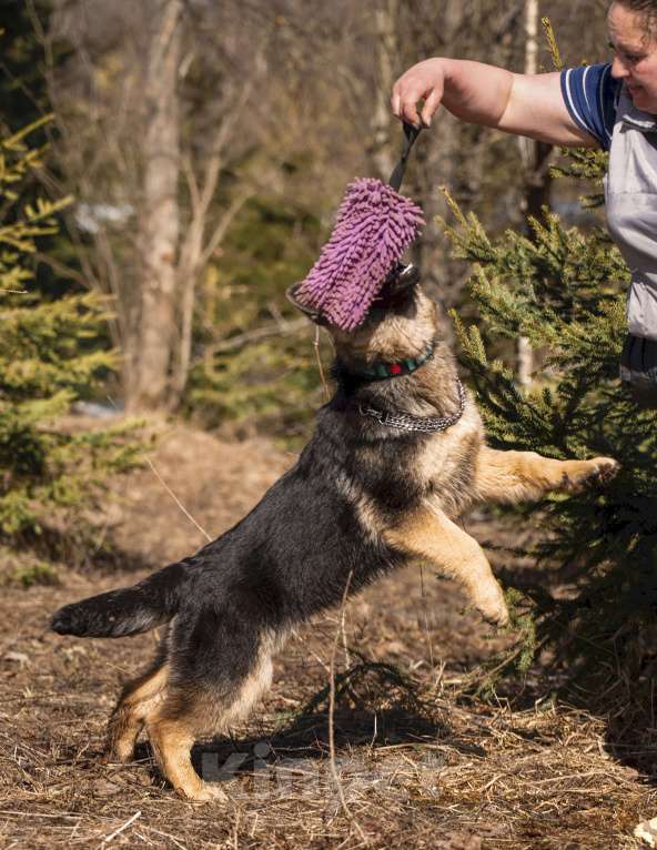Собаки в других городах Московской области: Щенок немецкой овчарки рабочего разведения Девочка, 80 000 руб. - фото 10