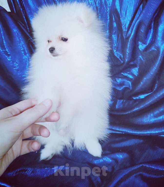 Собаки в Кирове: Продаю померанских шпица Девочка, 60 000 руб. - фото 3