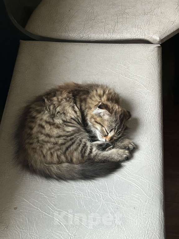 Кошки в Новокузнецке: Продам шотландскую вислоухую кошку  Девочка, 2 000 руб. - фото 2