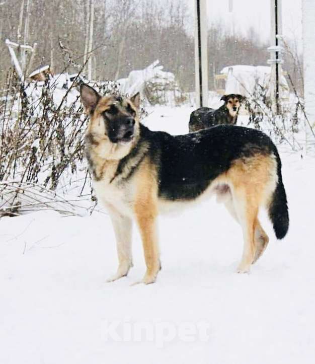 Собаки в Раменском: Мухтар ищет дом Мальчик, Бесплатно - фото 3