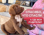 Собаки в Сочи: Карамелька ищет дом Девочка, Бесплатно - фото 1
